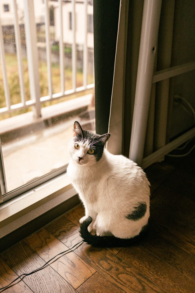 ベランダの前で座っている白黒ねこ