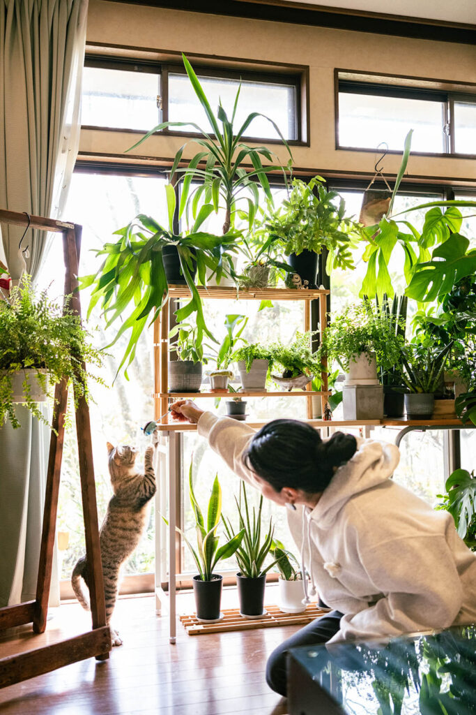 植物のある窓辺で飼い主さんと遊ぶねこ